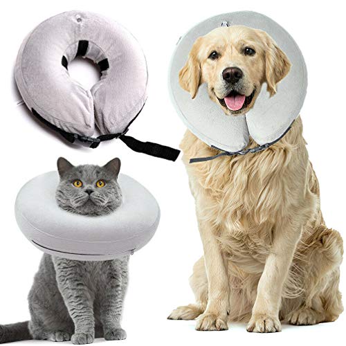 inflatable dog collar jollyes