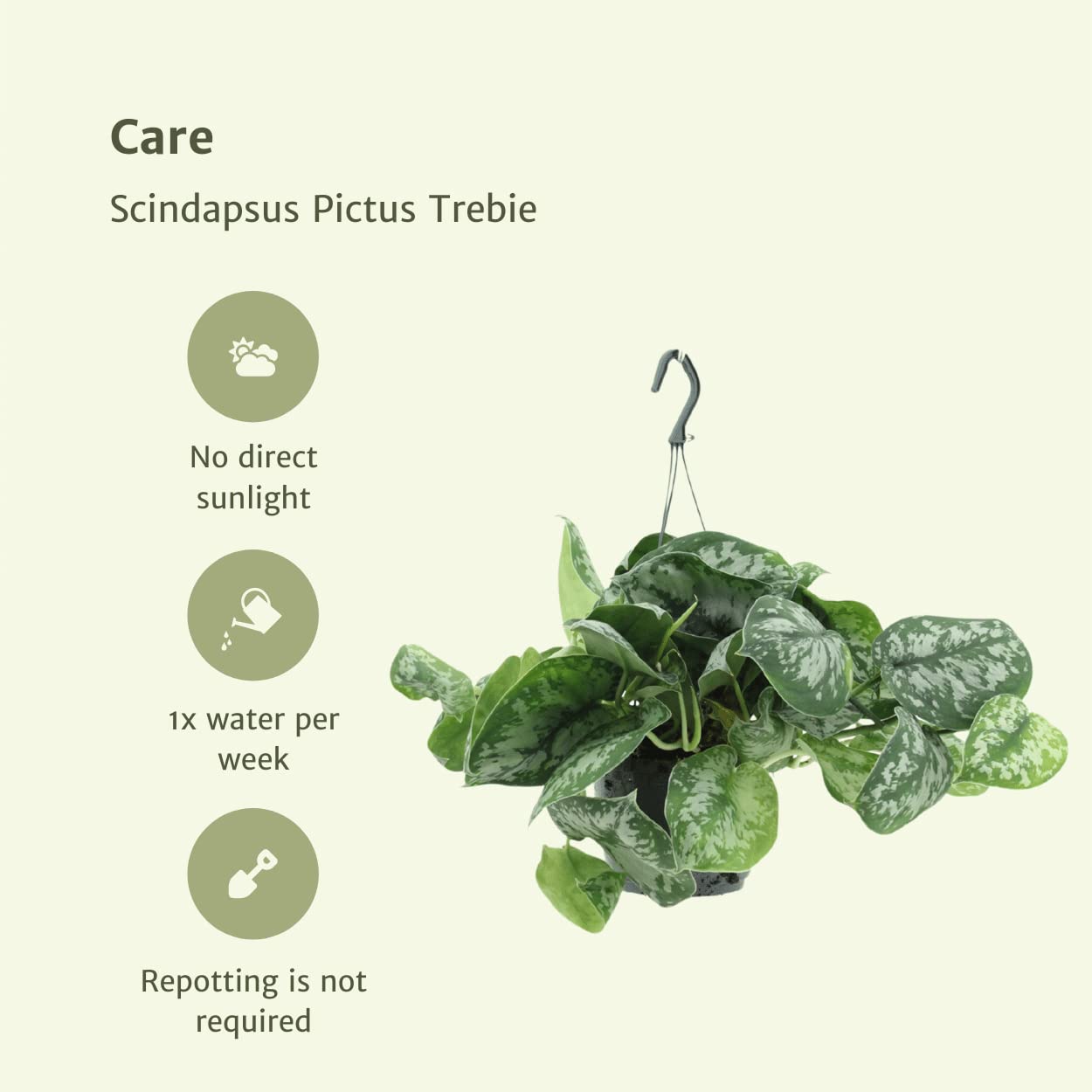 Scindapsus Pictus Trebie roślina, do wnętrz, zestaw 2, H25cm, Ø15cm