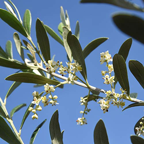 Perfect Plants Arbequina Olive Tree 3-4 Ft, Live Includes Special Blend Food, Planting Guide #TOP4