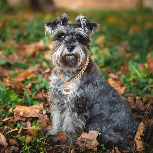 Image of HOWWFALY Dog Collar and Cat Chain Necklace Stainless Steel Adjustable 18K Gold Heart-Shaped Necklace for Small Pets Cats Kitten Puppy (Gold, 14 inch)