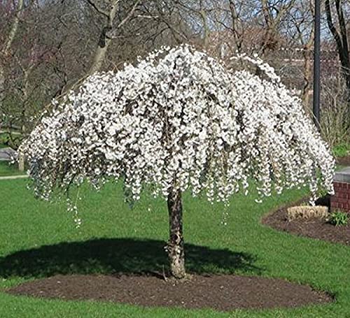 Weeping Cherry Blossom Tree Plant, 8 to 12 Inch Tall Cherry Blossom Tree Live in Pot, Perennial Cherry Blossom Sapling, White Cherry Blossom Tree Plant, Dwarf Cherry Flower Tree Starter Plant