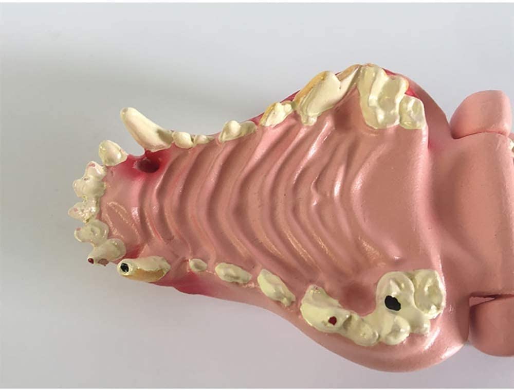Model dentystyczny psa - przezroczysta anatomia zwierzęcia replika szczęki psa z powszechnymi patologiami do biura weterynaryjnego narzędzie edukacyjne
