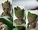 ZUSONUD B-Best Baby Groot Pen Pot Tree Man Pens Holder or Flower Pot with Drainage Hole Perfect for a Tiny Succulents Plants 6