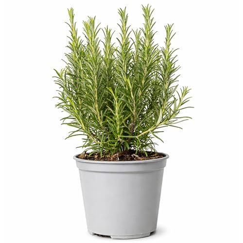 GardenersDream Rosemary Bush Plant - Evergreen Outdoor Garden Ready Rosemary Shrub - Fresh Aromatic Culinary Herb - Easy to Grow Vegetable Herbs for Kitchen Gardens & Patio (30-40 cm incl. 14cm Pot)