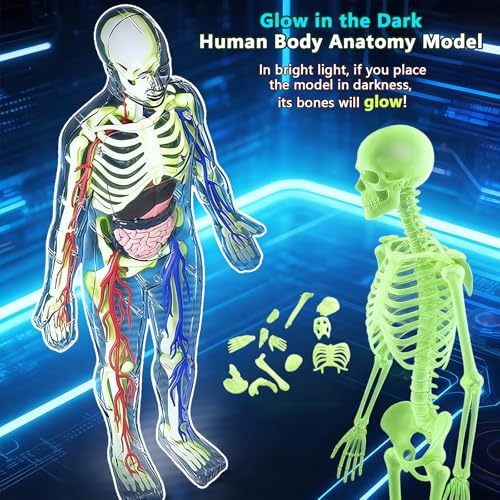 Image of 3D Human Body Model with Removable Bones,Organs,Blood Vessels,Transparent Anatomy Figure with Luminous Design, DIY Model for Study,Teaching Demonstration,Science Early Learning