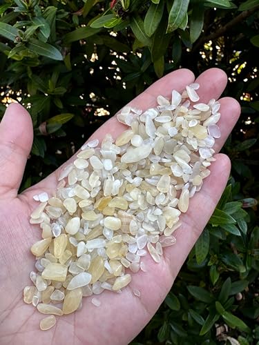 Image of GAF TREASURES 2 oz Lot Yellow Calcite Natural Semi Tumbled Gemstone Chips, Crushed Mini Crystals, Undrilled Crystal Chips (Yellow Calcite)