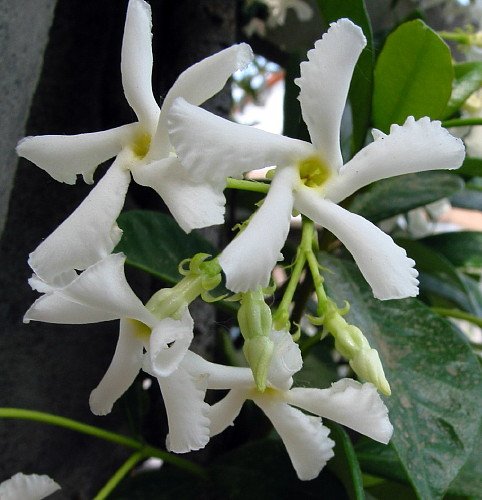 Confederate Star Jasmine Plant - 4" Pot - Extremely Fragrant Vine