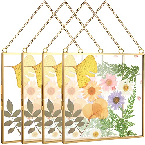 4 Pieces Pressed Flowers Glass Frames 6 X 6 Inch, Brass Hanging Double Glass Picture Frame Clear Square Floating Frames With Chains For Dried Plant Specimen Kids Photo Display Gallery, Gold #TOP4