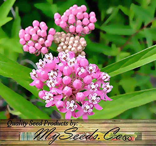 Big Pack - (1,000) Pink Swamp Milkweed Seeds, Asclepias Incarnata (Big Pack Swamp Milkweed) #TOP2