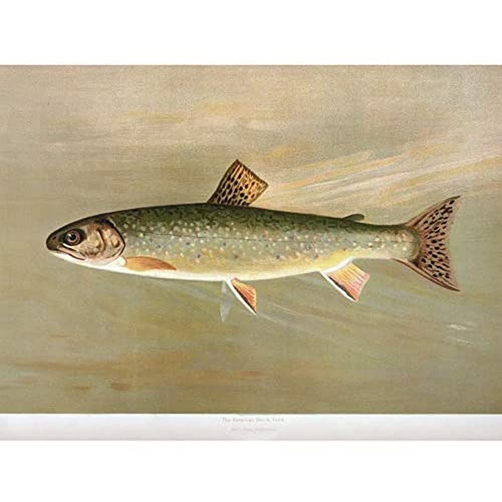 Artery8 Petrie North American Fishes Brook Trout Illustration Unframed Wall Art Print Poster Home Decor Premium