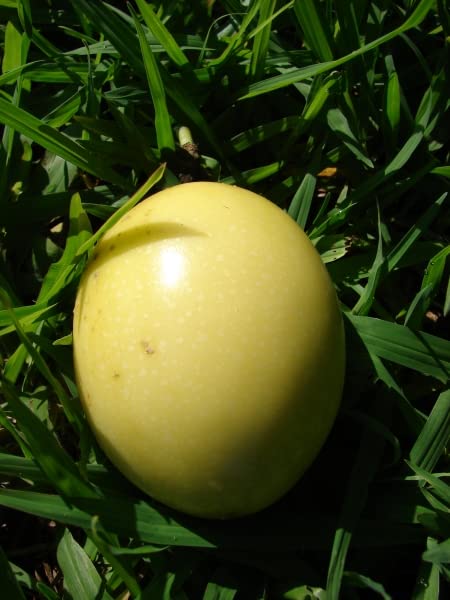 Floral Treasure Rare Hybrid Passionfruit " Hawaiian " Exotic 20 Fruit Seeds for Growing (B0CV1B52PK) Amazon Price History, Amazon Price Tracker