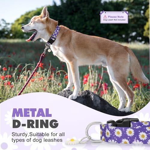 BiPawTi Süßes Hundehalsband Mittelgroße Hunde - Weiches, Verstellbares Halsband mit Margeritenanhänger & Hübsches Blumen Margeritenmuster - Lila Hundehalsband für Mittlere Hunde, M