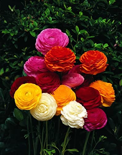 Siddhi Vinayak Gallery® Imported Variety Flower bulbs mix color For Home Gardening pack of 5 flower bulbs (Ranunculus) (B09LVKMB7F) Amazon Price History, Amazon Price Tracker
