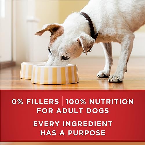 Purina ONE Tender Cuts Wet Dog Food, in Gravy Variety Pack 2 Flavours - 368 g Can (12 Pack) image 5
