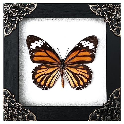 Real Framed Butterfly Frame Moth Dead Insect Dried Bug Shadow Box Taxidermy Taxadermy Specimen Display Oddity Curiosities Tabletop Wall Art Hanging Decoration Artwork Home Decor Living Room K12-13-TR
