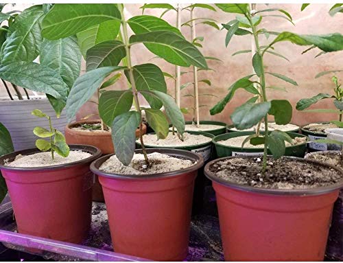 Plastic Nursery Flower Plant Pot 80 Pack Seedling Starter Pots For Little Garden Pots To Repot Succulents And Small Plants #TOP4