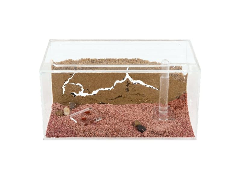 AntHole - Hormiguero de Arena Natural | Kit Inicio Acrílico 20x10x10 cm | Granja de Hormigas | Hormigas Incluidas