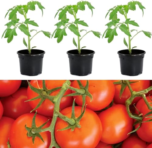 Carbeth Plants 3 x Tomato Plant Moneymaker in 9cm Pots - Cherry Tomatoes