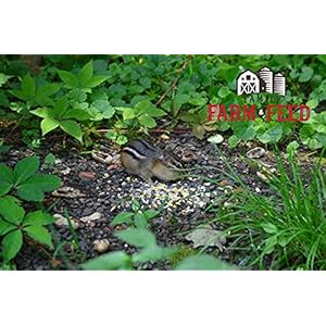 | Four Seasons | Critter Mix | Wild Bird Food | Backyard Songbird | 4 Pounds Four Seasons Critter Mix Wild Bird Food Backyard Songbird 4 Pounds