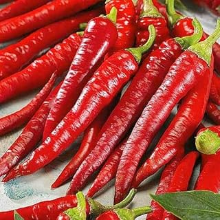 SeedsUA: Seeds Chili Pepper Red Hot Fire Long Non GMO Heiroom Vegetable for Planting
