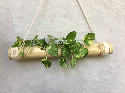 NAOE Wood Hanging Planter, White, Brown, 40 x 5 cm