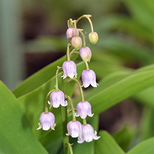 Easy to Grow Convallaria Lily of The Valley Rosea (5 Pack) Bulb Pips- Fragrant Pink Flowering Blooms in Spring Gardens