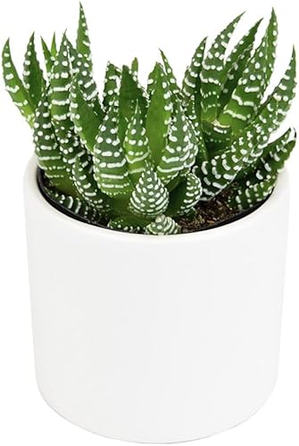 Miniatura 2 de Haworthia - Planta suculenta viva en maceta blanca, plantas suculentas vivas, plantas de interior vivas, plantas de interior vivas, plantas de