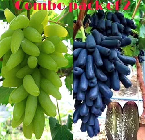 SEILOZBUNIA FARM- Grape Plant Moon drops Green and Black Seedless Vine Grape Live Cutting Healthy Plant on Poly Bag Pack of 2 (B0CXDGM8VF) Amazon Price History, Amazon Price Tracker