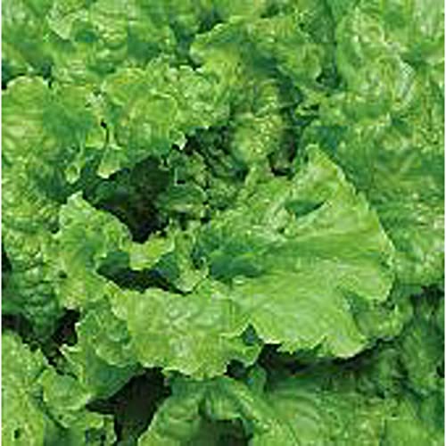 Simpson Elite Lettuce Seeds (20+) Non-GMO Vegetable Seeds