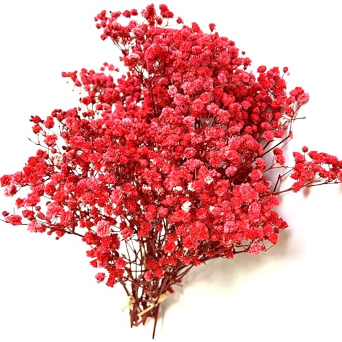 QZKJQDD Trockenblumen, Schleierkraut Getrocknet, Trockenblumen Zum Basteln, Getrocknete Blumen, Trockenblumen Deko, Geeignet für Geschenkbox, Scrapbooks, Duftkerzen Handgefertigt (Rot—5 Stöcke)