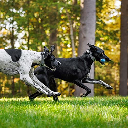 Spoton Gps Dog Fence & Collar, Wireless, Precise Gps Location, Up To 20 Fences, No Acreage Limits, Waterproof, Assembled In Usa (Large/At&T) #TOP2