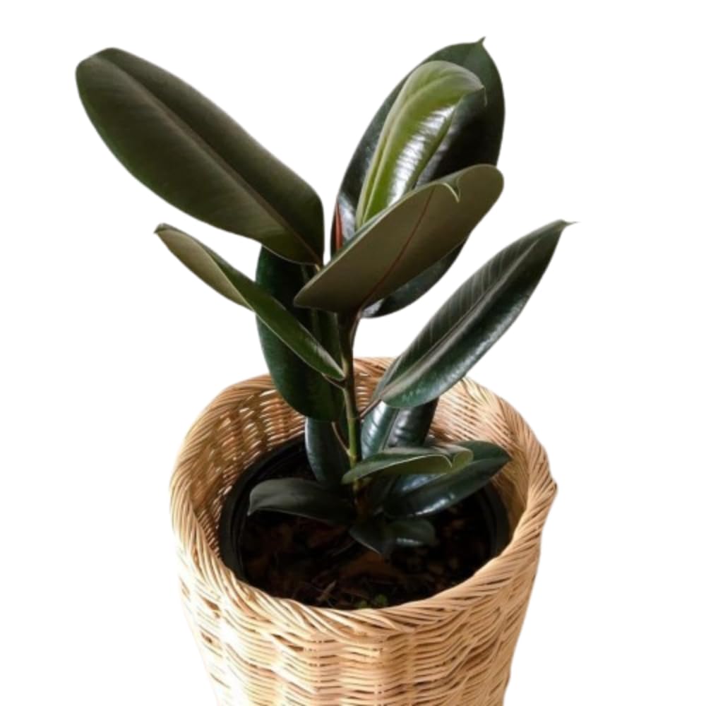 The Green Beach Live Rubber Plant Indoor Live Plant Big Size With Black Plastic Pot-image-27