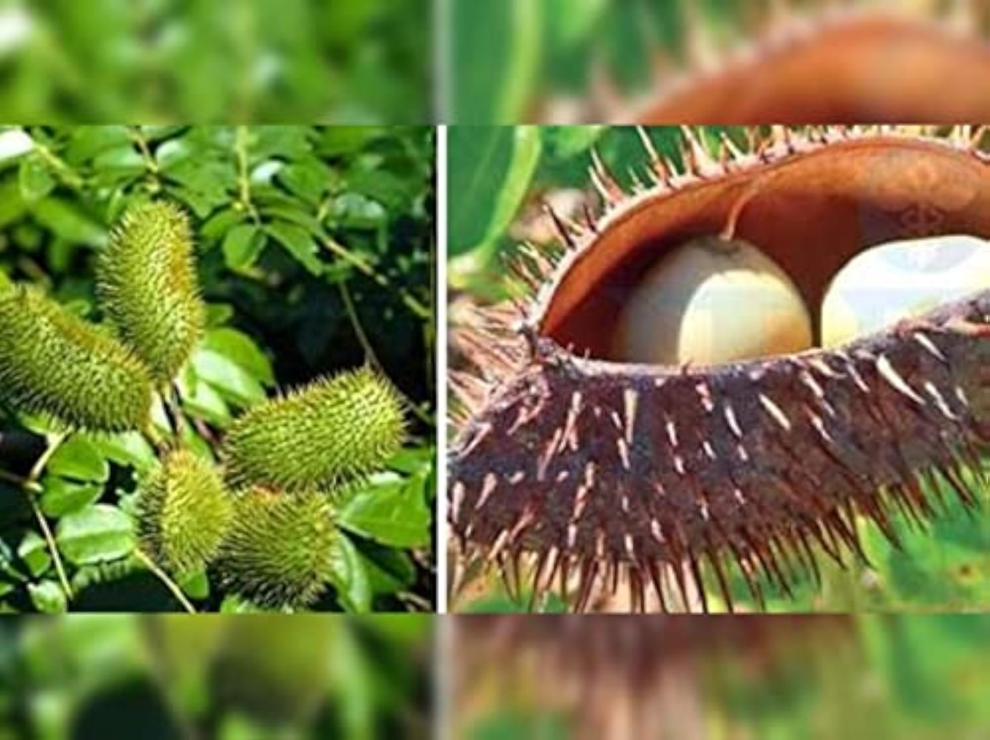 Kalarchikai Gajga Fever Nut, Caesalpinia Bonducella, 50g