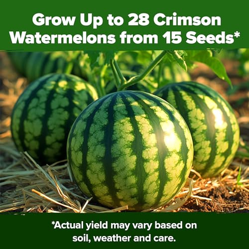 Image of HOME GROWN Organic Crimson Sweet Watermelon Seeds 15+ Heirloom Non-GMO, High Germination, Honey Sweet Summer Fruit, Striped Skin, Home Garden & Raised Beds, High Sugar Content (Citrullus lanatus)