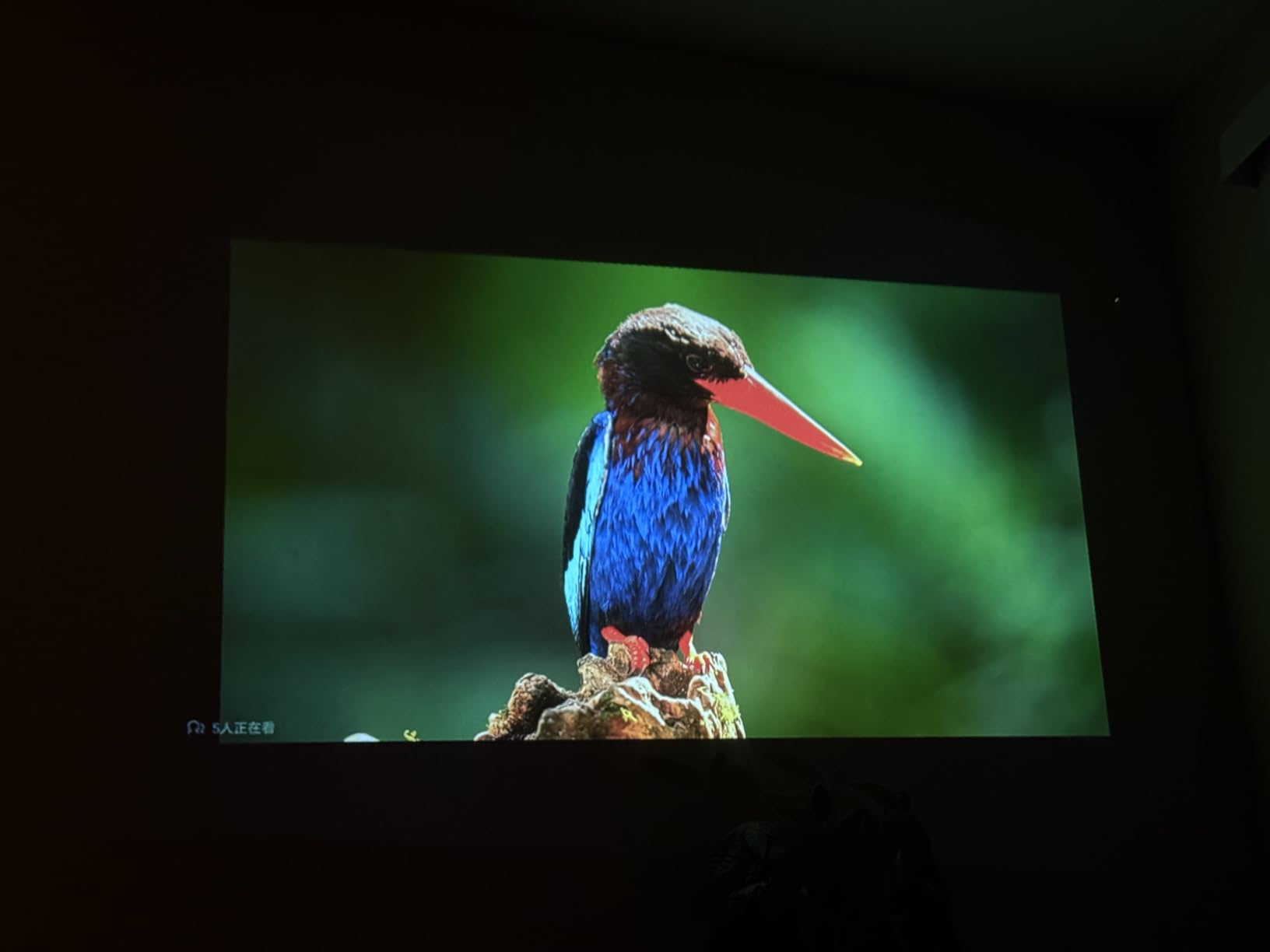 Projector showing a vibrant blue bird