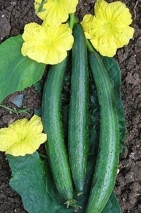 TRI - Sponge gourd Tori Seeds Hybrid 125 Torai Seeds SD172