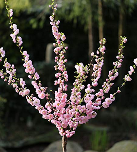 Hochstamm Mandelbäumchen 60-80cm - Prunus triloba - lebende Gartenpflanze aus den Baumschulen