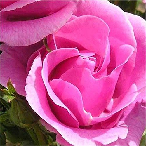 Royal Paradise Gardens Rare Rose Live Plant Bush Rose - Lucky (1 Healthy Plant)
