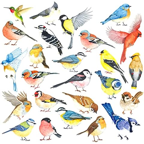 DECOWALL DS-8063 Colourful Bird Wall Stickers Cover