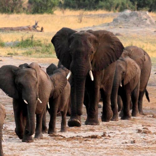 La Matriarca de los Elefantes