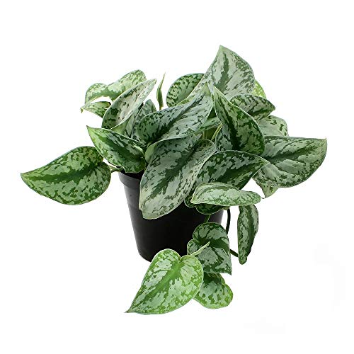Image of American Plant Exchange Silver Splash Pothos - Live 6-Inch Potted Satin Pothos Vine, Easy-Care Air Purifying Houseplant, Fast-Growing Indoor Plant for Home, Office & Modern Tropical Indoor Decor