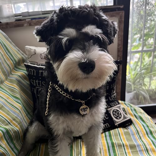 Image of HOWWFALY Dog Collar and Cat Chain Necklace Stainless Steel Adjustable 18K Gold Heart-Shaped Necklace for Small Pets Cats Kitten Puppy (Gold, 14 inch)