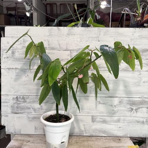 木立ベゴニア @ 5号 鉢底から約55cm 9月30日撮影現品 豊中市より出品 同梱発送歓迎