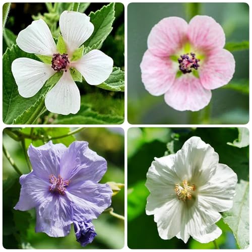 Semillas de malvavisco orgánicas, regalos sostenibles Althaea officinalis, plantas resistentes para el jardín plantas de exterior resistentes plantas para lugares soleados plantas en 250pcs