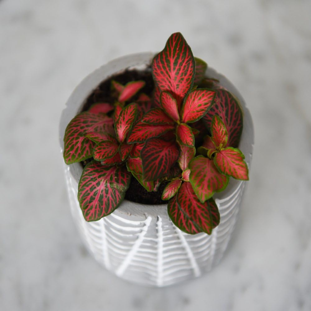 Fittonia 'Red Tiger' - Striking Red Veined Foliage - Tropical Terrarium Plant - Easy Care Houseplant (Height 10cm) 8.5cm Pot x 1 by Thompson & Morgan