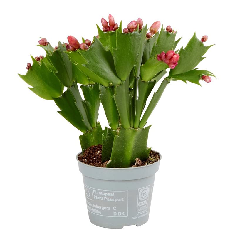 Cactus Santa Teresita Schlumbergera Flores de Colores Planta Natural