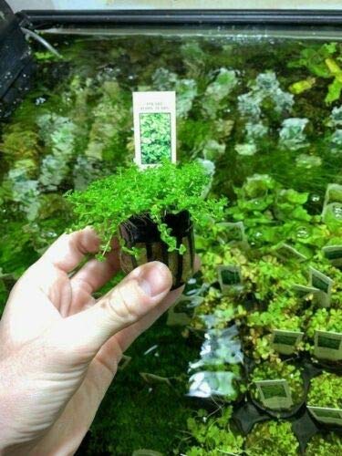 Amazon.com: Dwarf Baby Tears Pot Hemianthus Callitrichoides Cuba Carpet  Live Aquarium Plant Freshwater - Buy 2 Get 1 : Pet Supplies