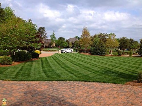 PlantingTree Lesco Transition Pro Grass Seed (10 lb.)