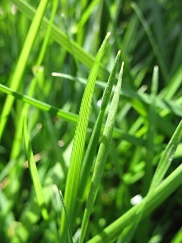 Pensacola Bahia Grass Seed Fully Tested Fast Germination (1 LB)