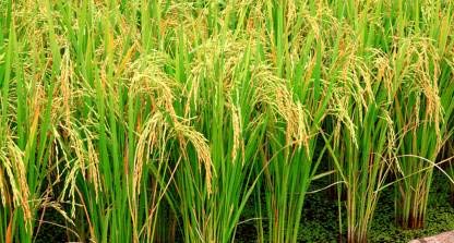 VISION CRAFTED Rice Paddy Seed for Sowing - Basmati seeds for farming ...